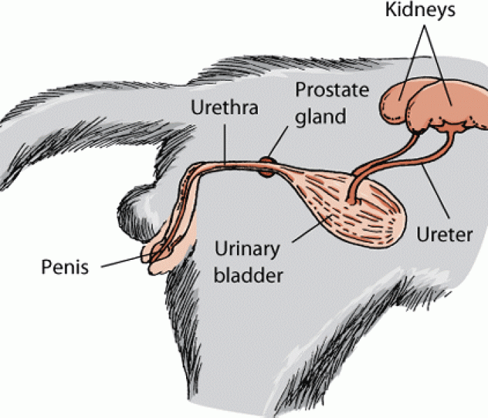 Το Ουροποιητικό Σύστημα της Γάτας