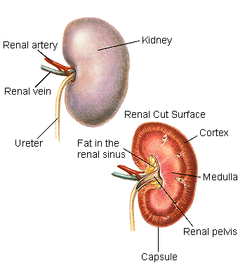 kidney_Hills