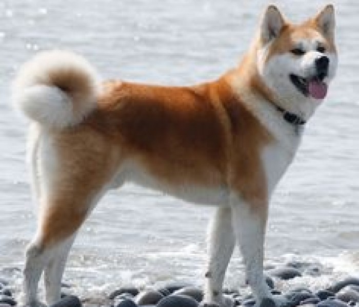 Akita