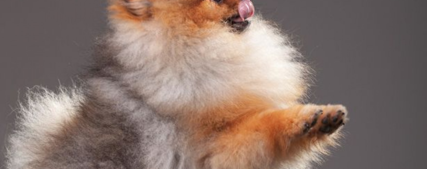 Pomeranian