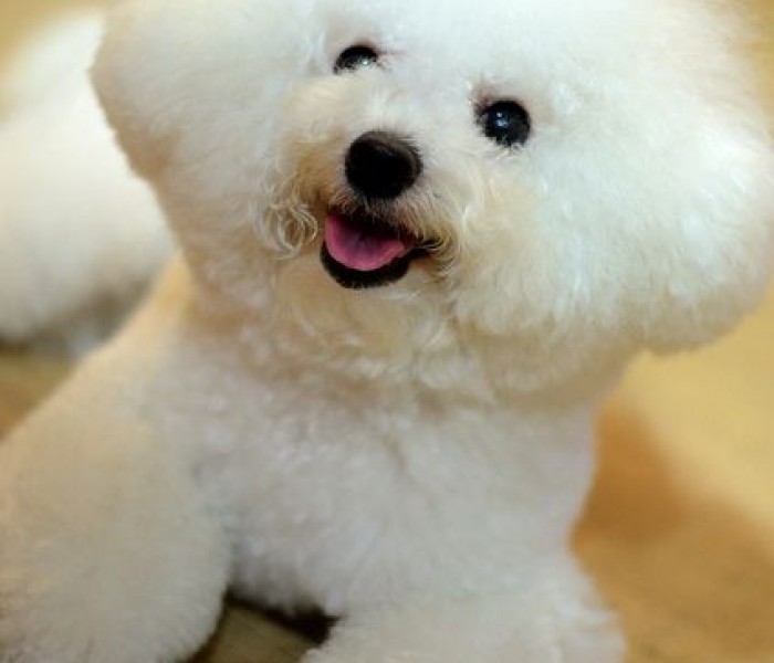 Bichon Frise