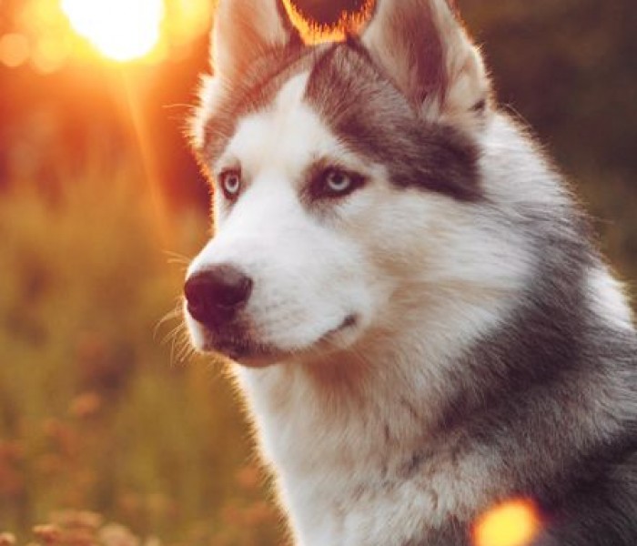 Alaskan Malamute