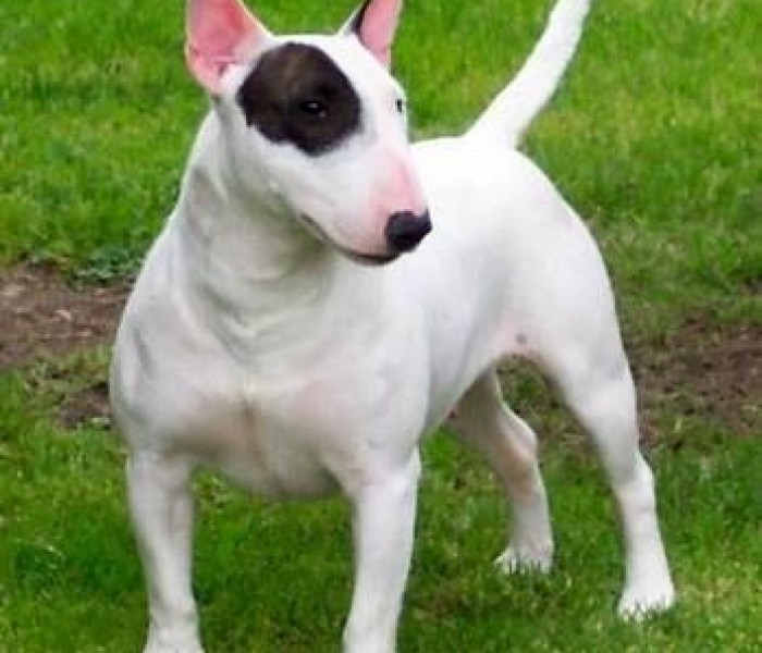 Bull Terrier