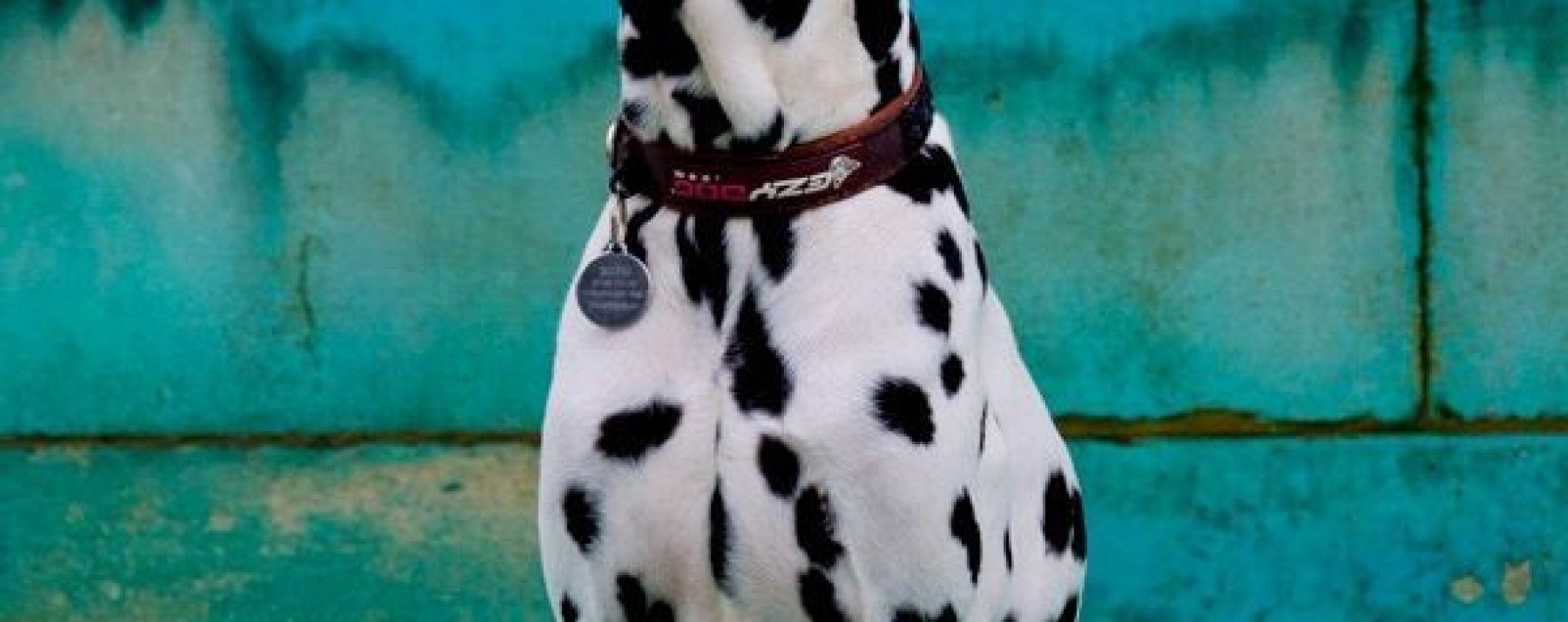 Dalmatian