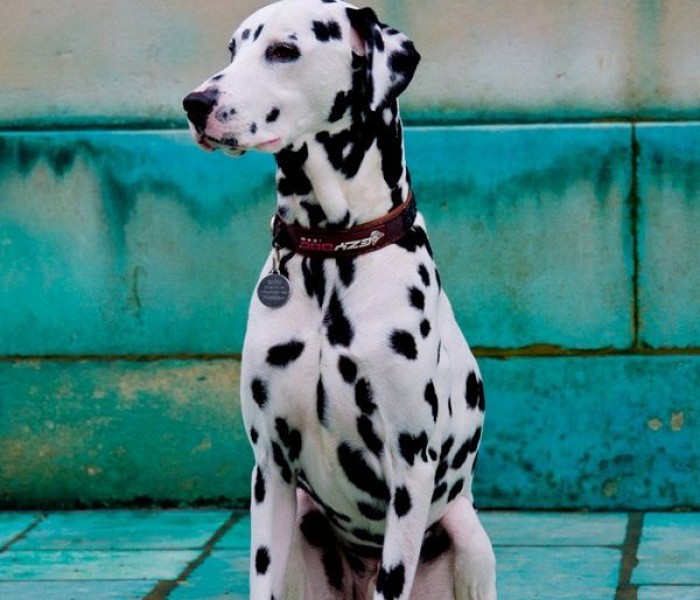 Dalmatian