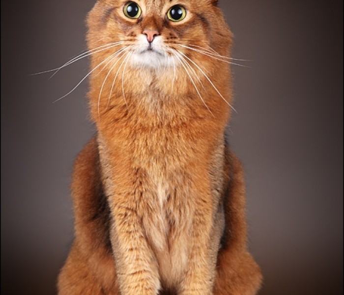 Somali cat