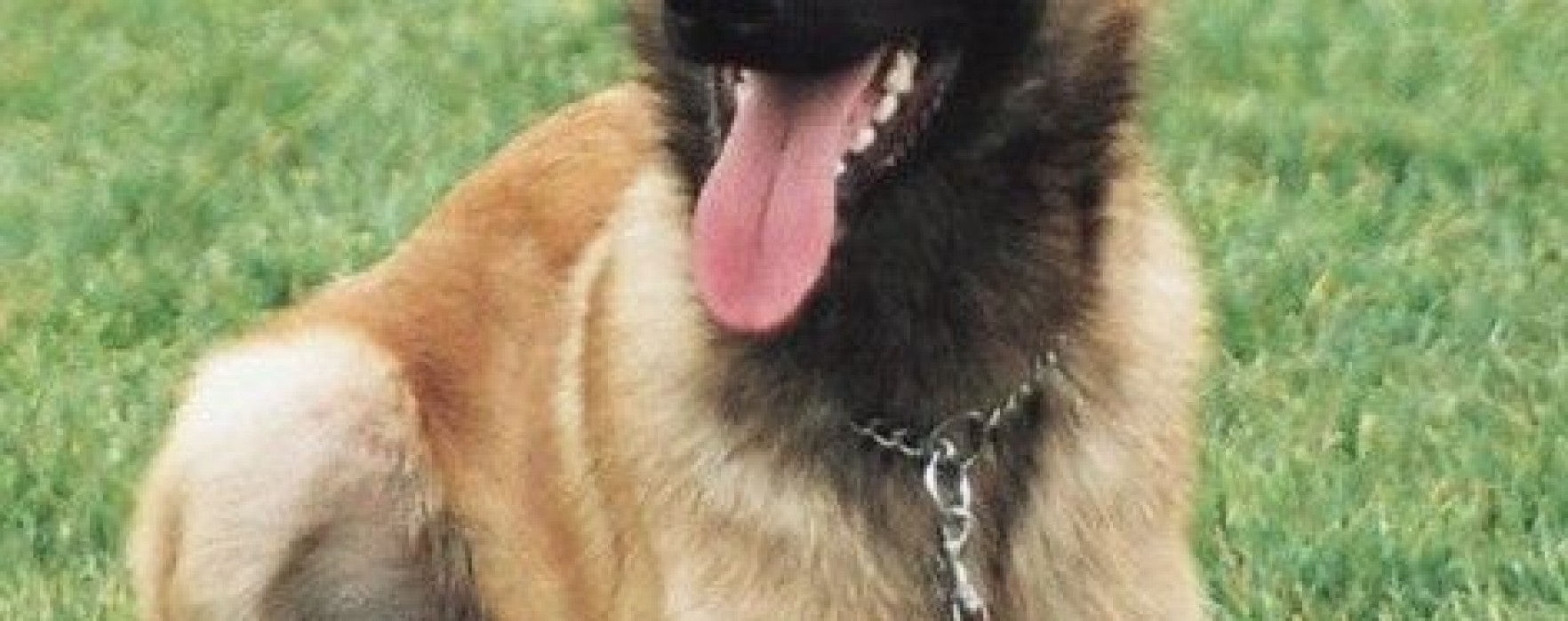 Belgian Malinois