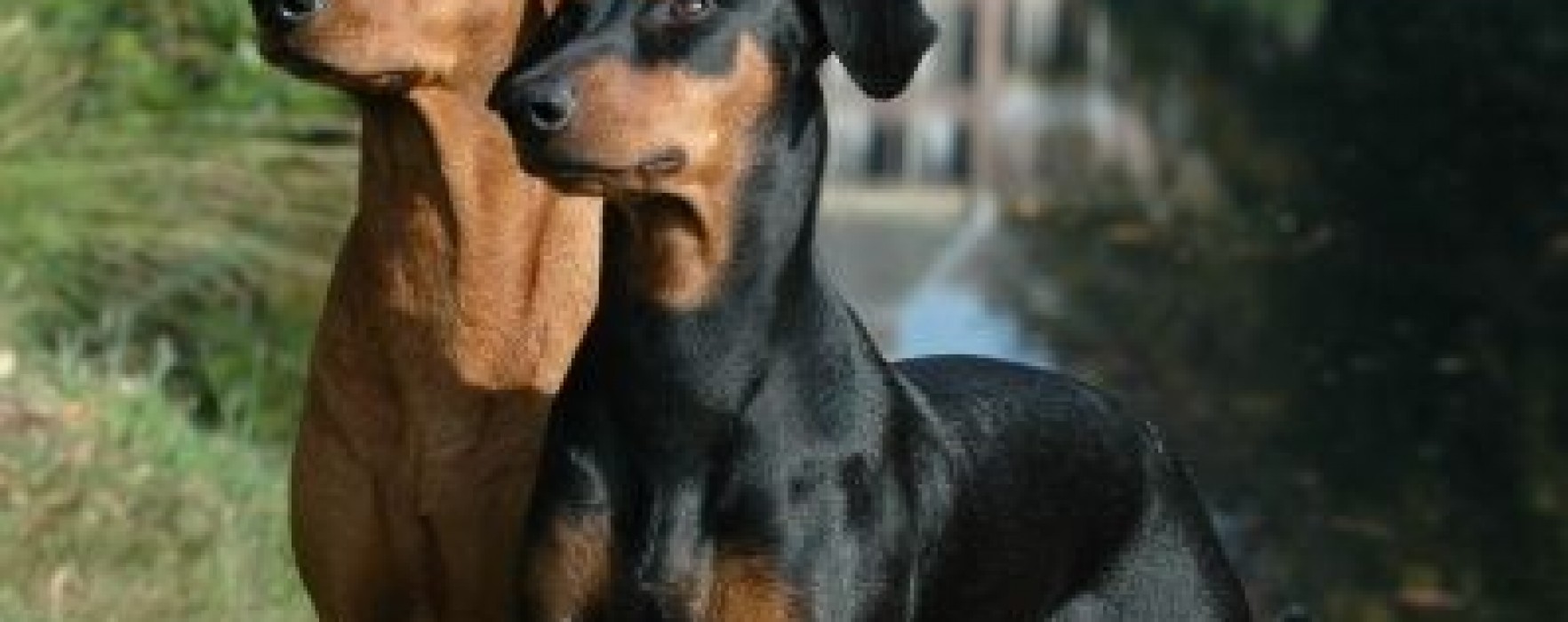 German Pinscher