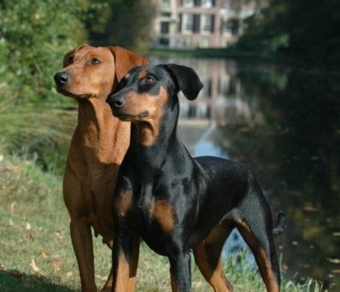 German Pinscher