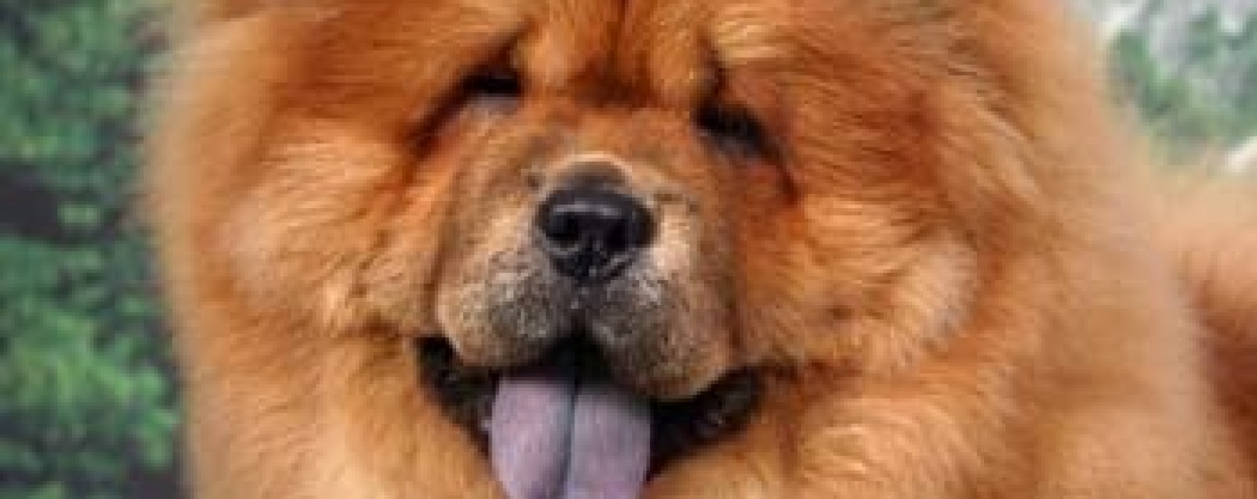 Chow Chow