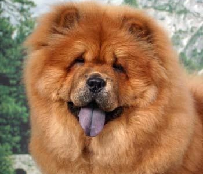 Chow Chow