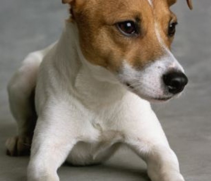 Jack Russell Terrier