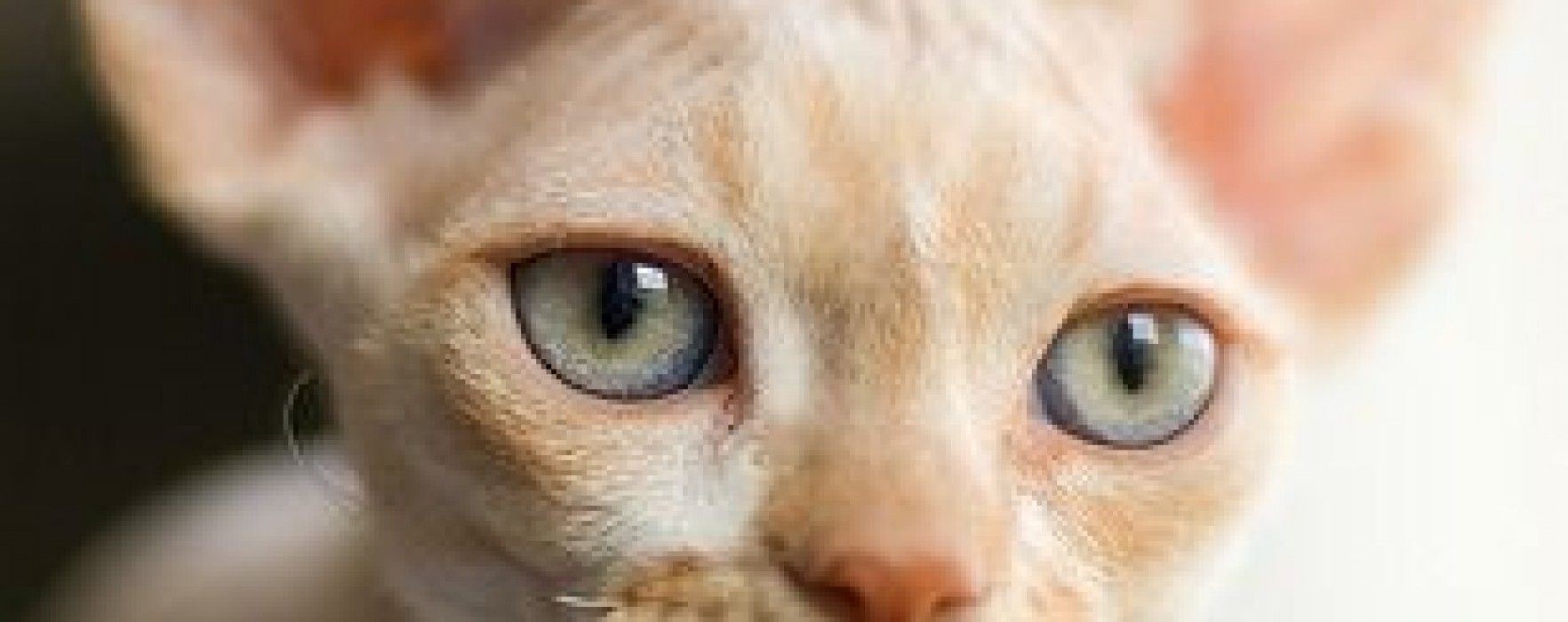 Devon Rex