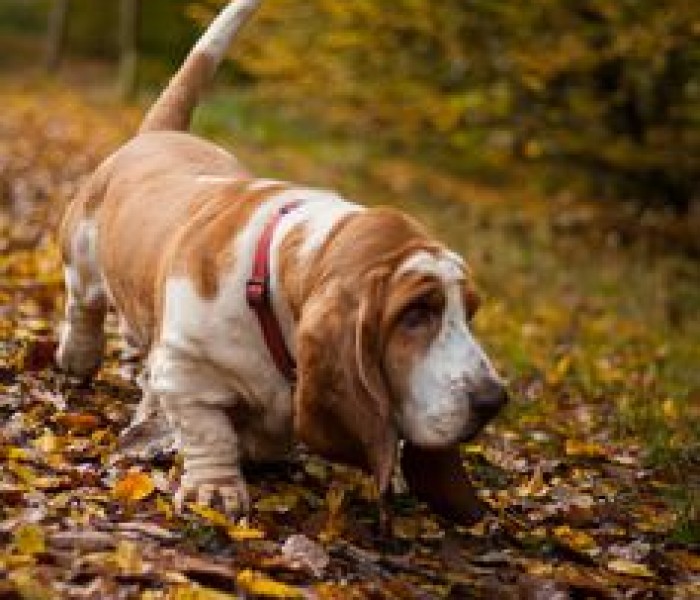 Basset Hound