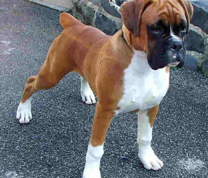 Boxer