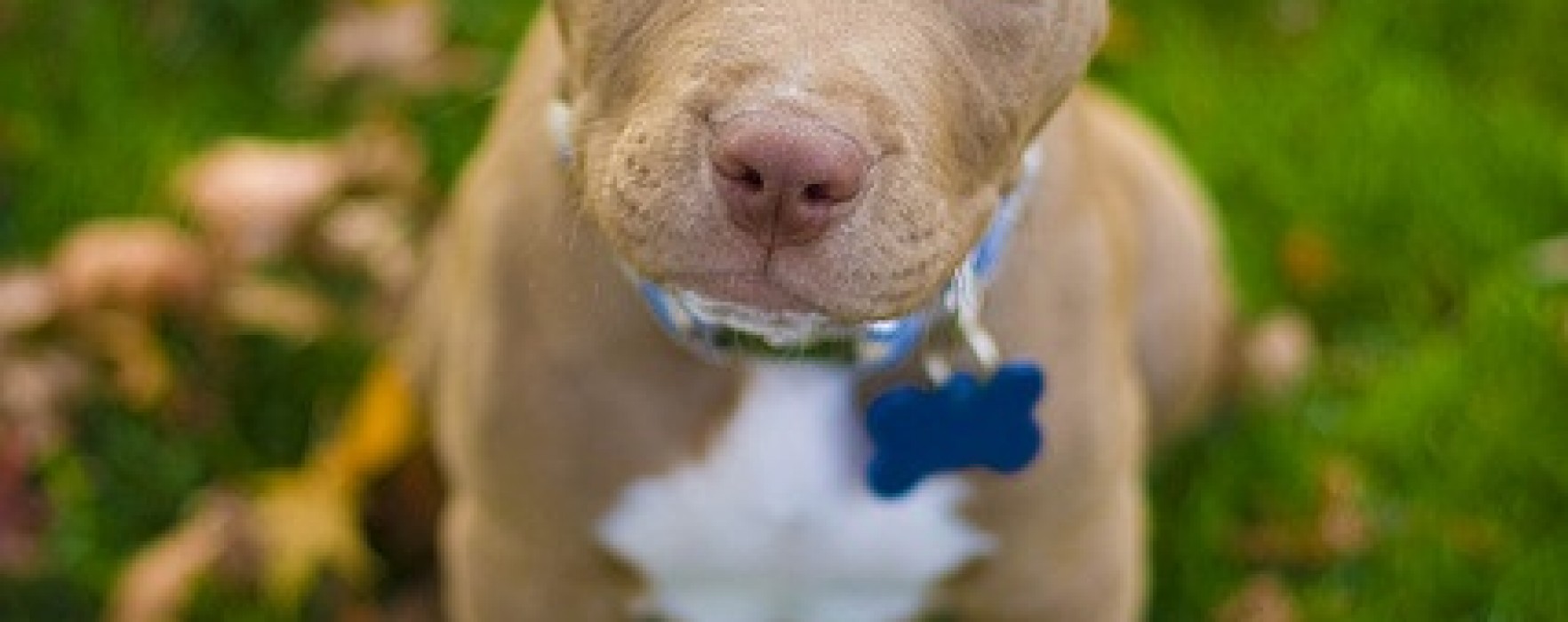 American Pit Bull Terrier