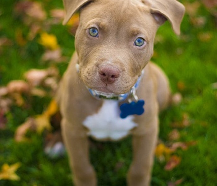 American Pit Bull Terrier