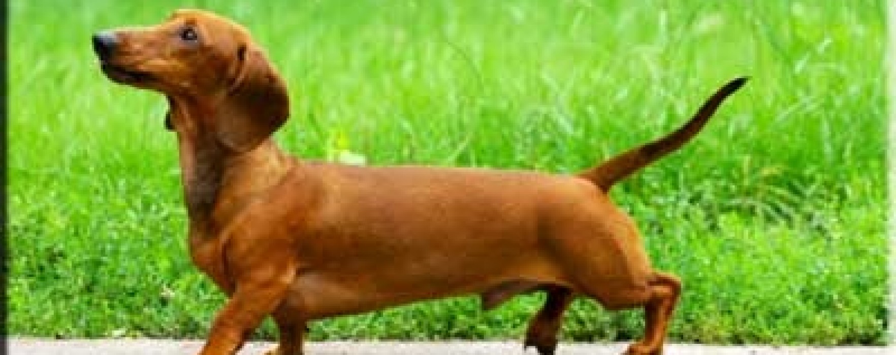 Dachshund