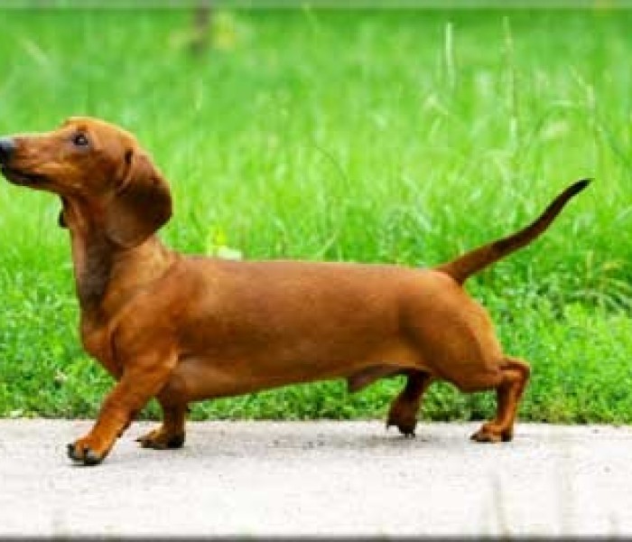 Dachshund