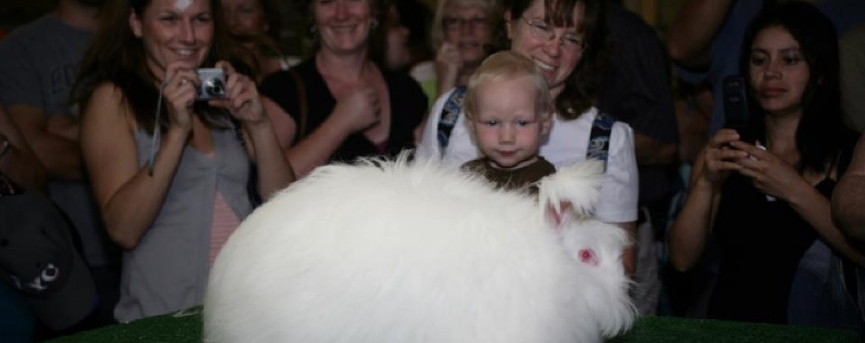 Giant Angora