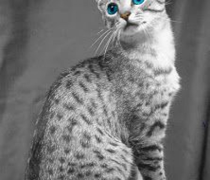 Egyptian Mau