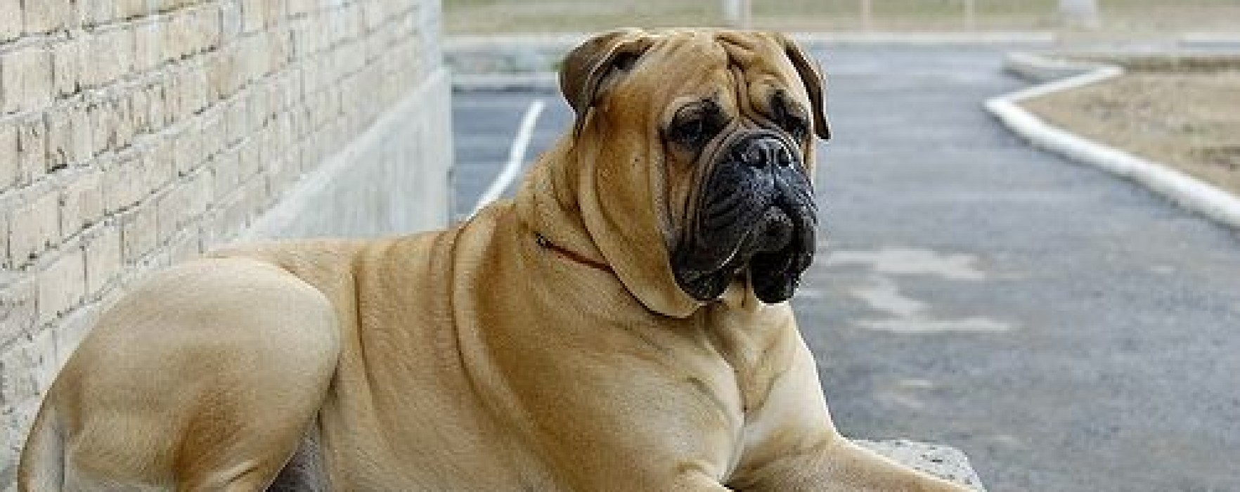 Bullmastiff