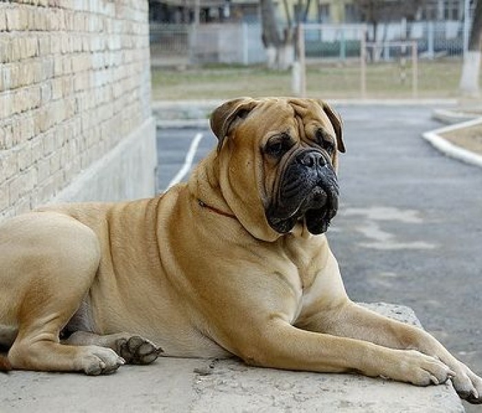 Bullmastiff