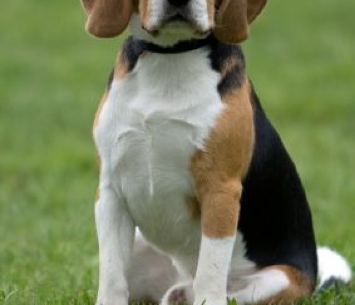 Beagle