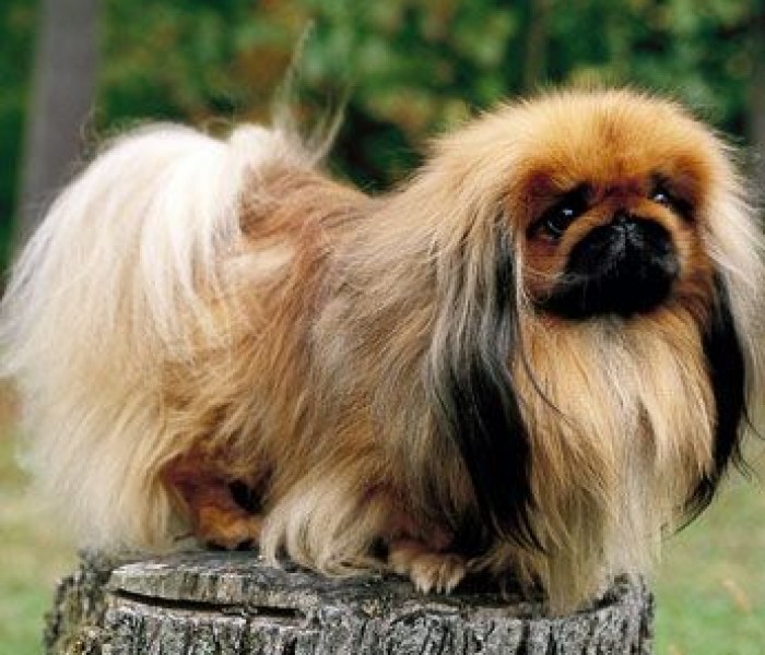 Pekingese