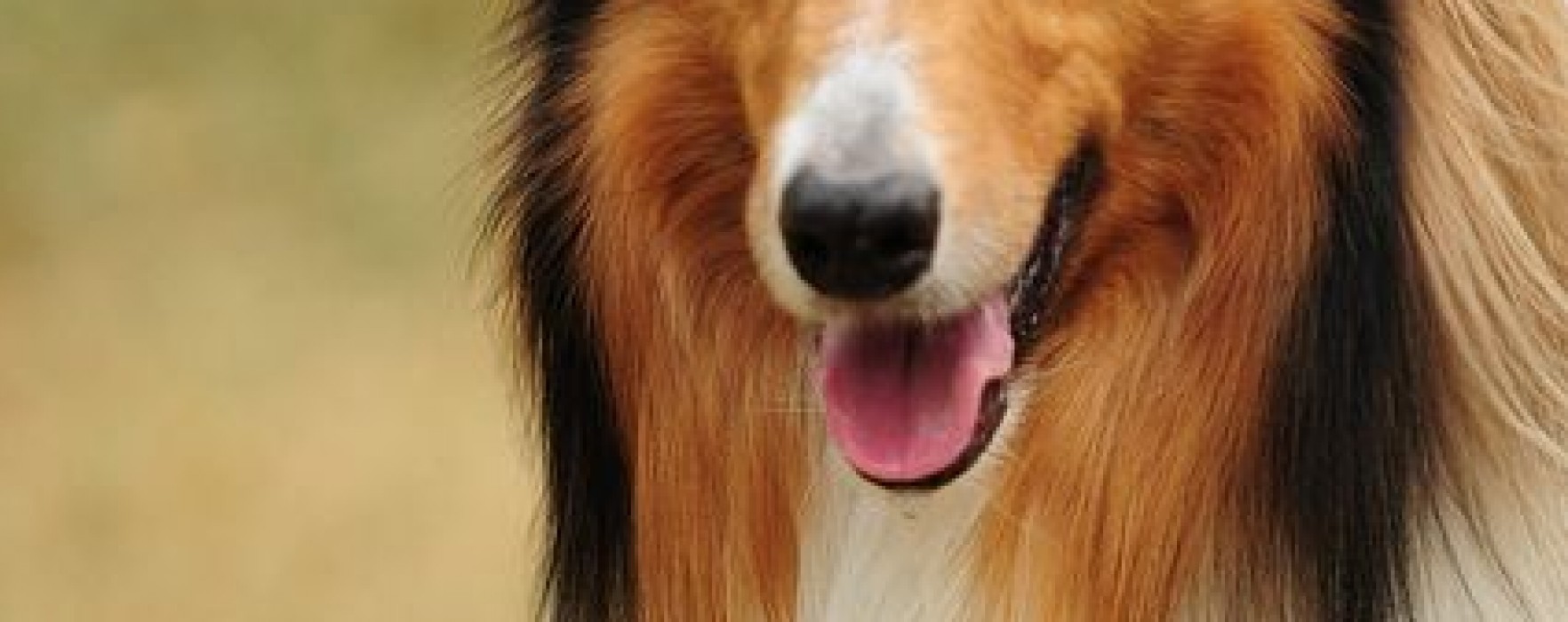 Collie