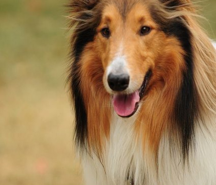 Collie