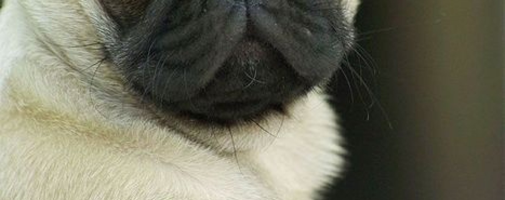 Pug