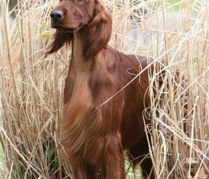 Irish Setter