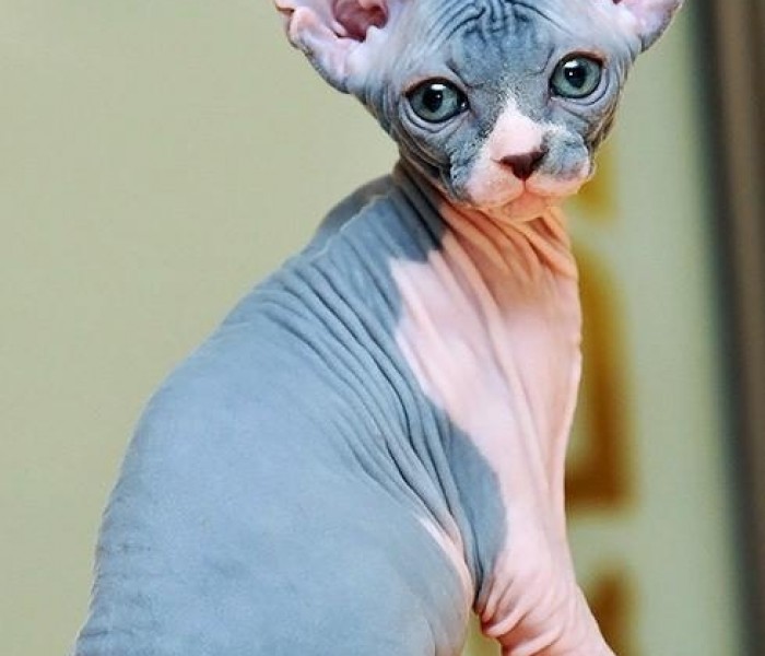 Sphynx