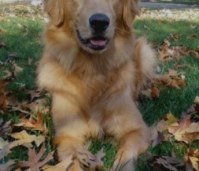 Golden Retriever