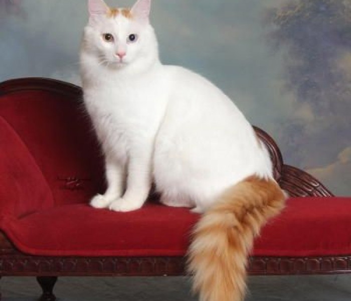 Turkish Van