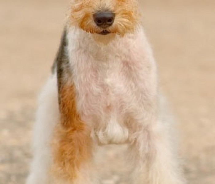 Fox Terrier