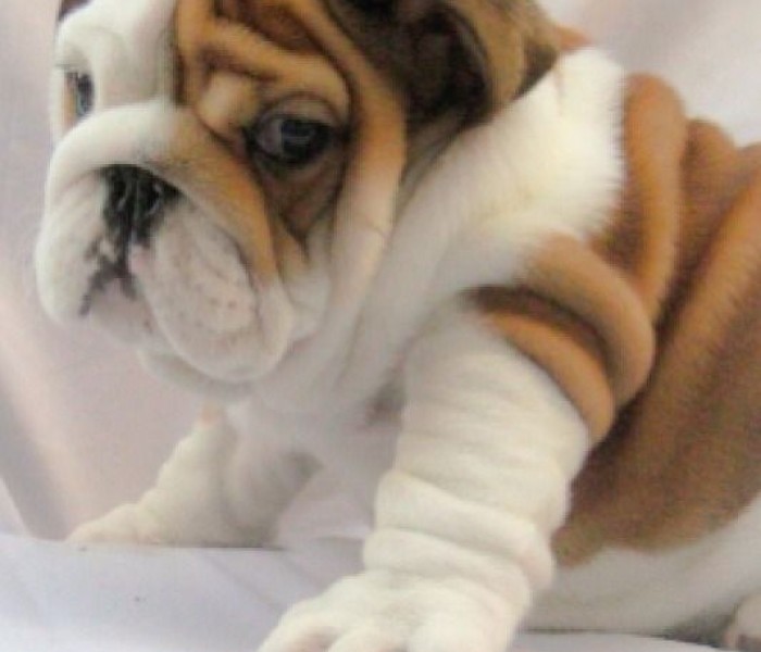 English Bulldog