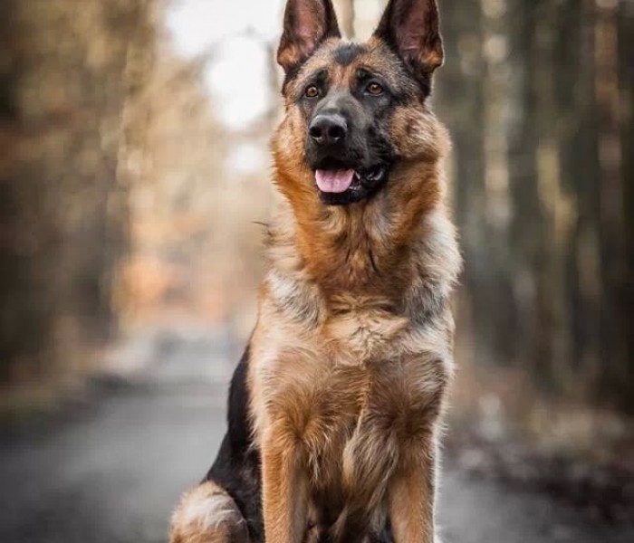 German Shepherd