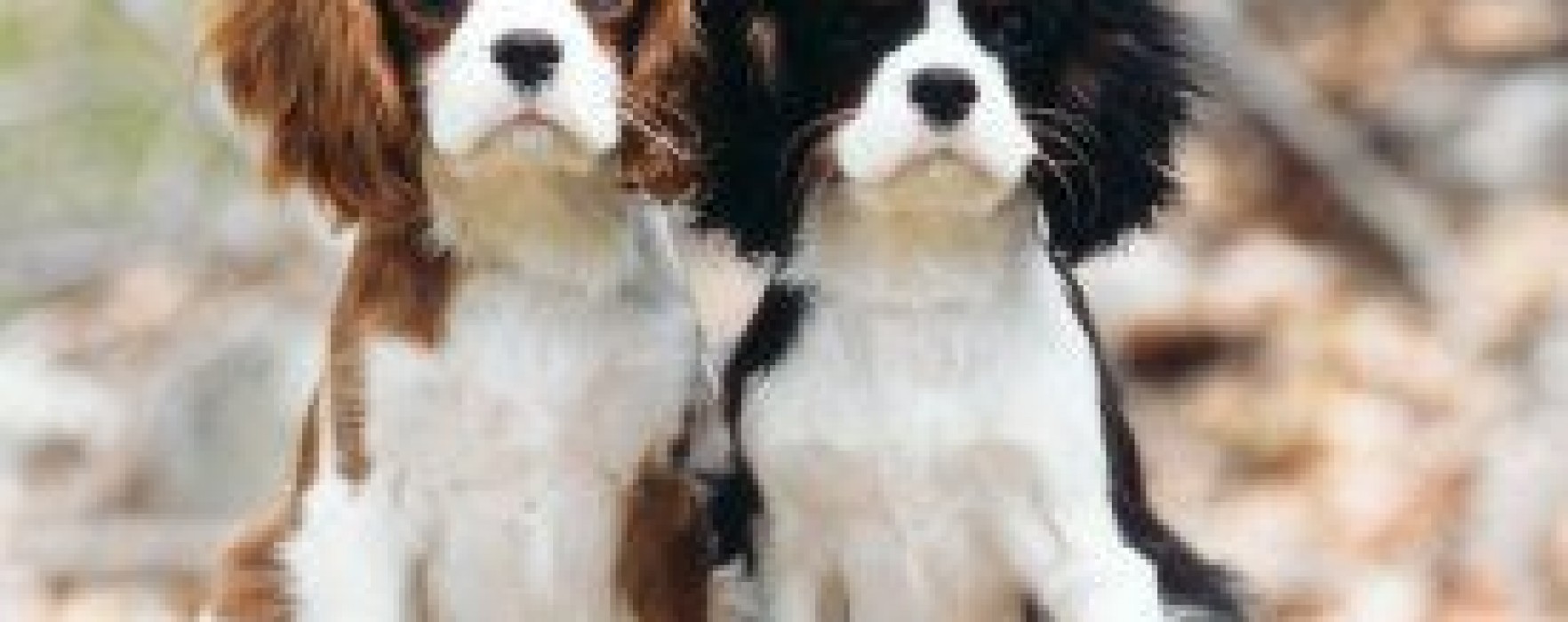 Cavalier King Charles Spaniel