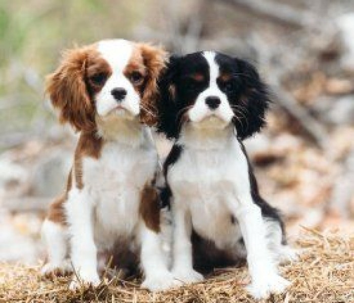 Cavalier King Charles Spaniel