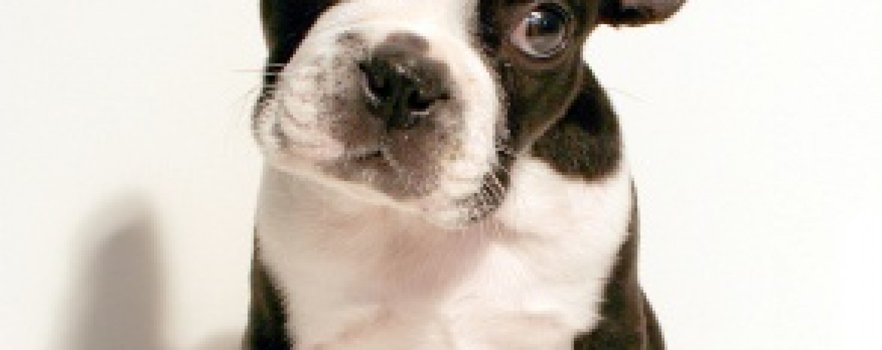 Boston Terrier