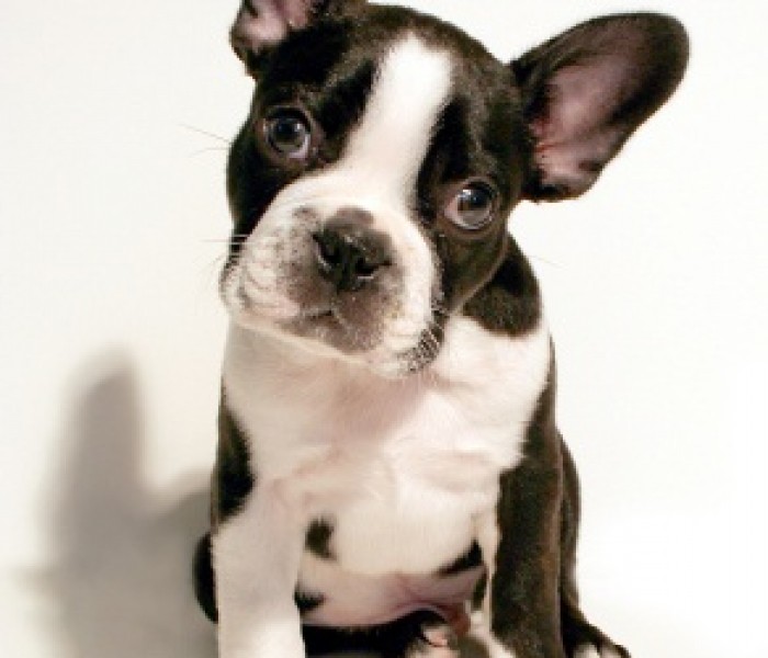 Boston Terrier