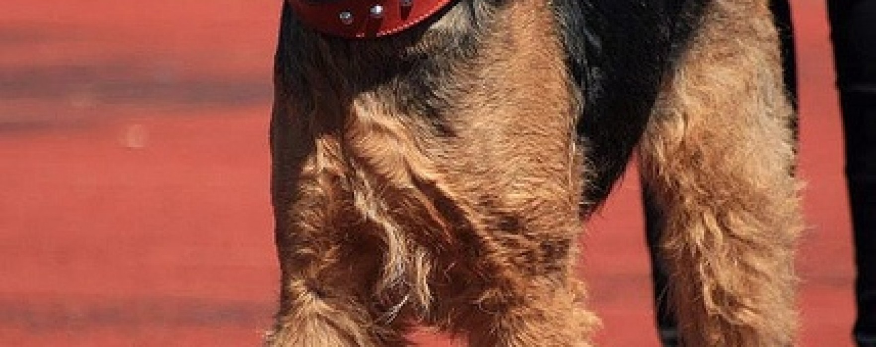 Airedale Terrier