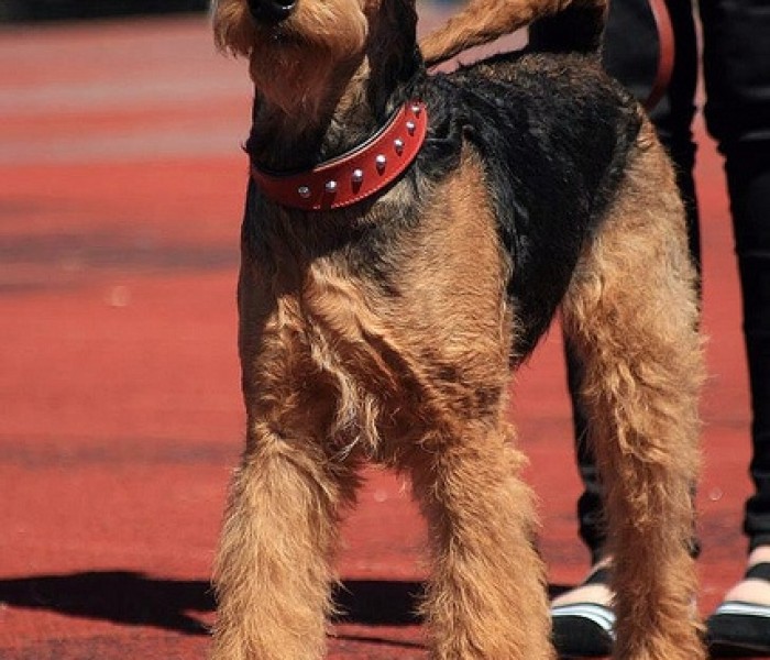 Airedale Terrier