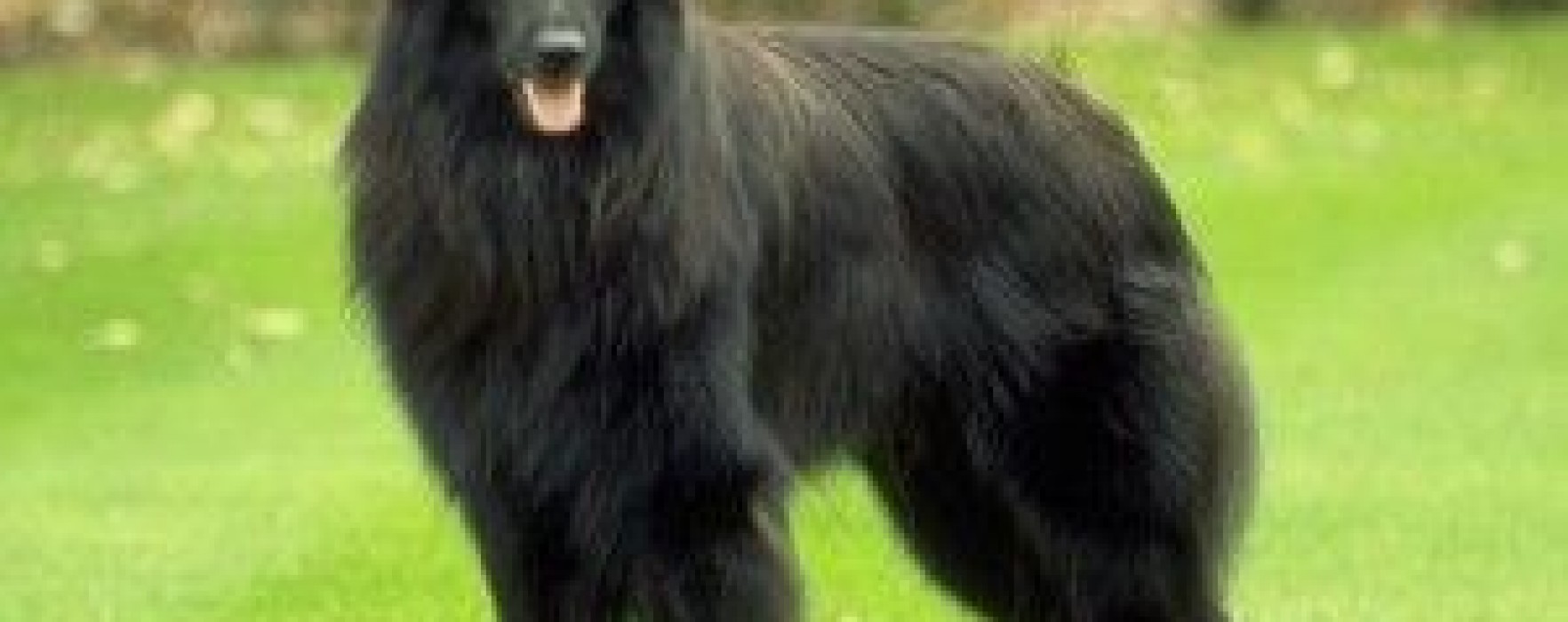 Belgian Sheepdog