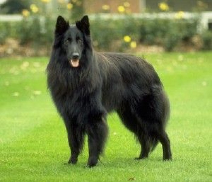 Belgian Sheepdog