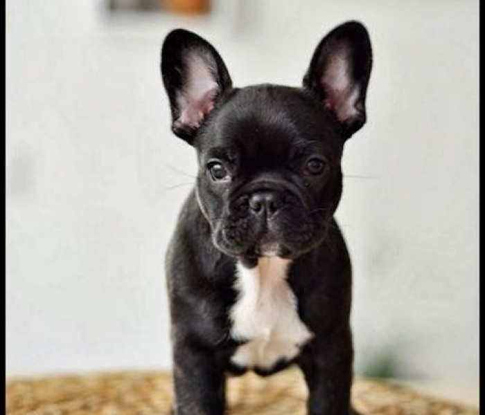 French Bulldog