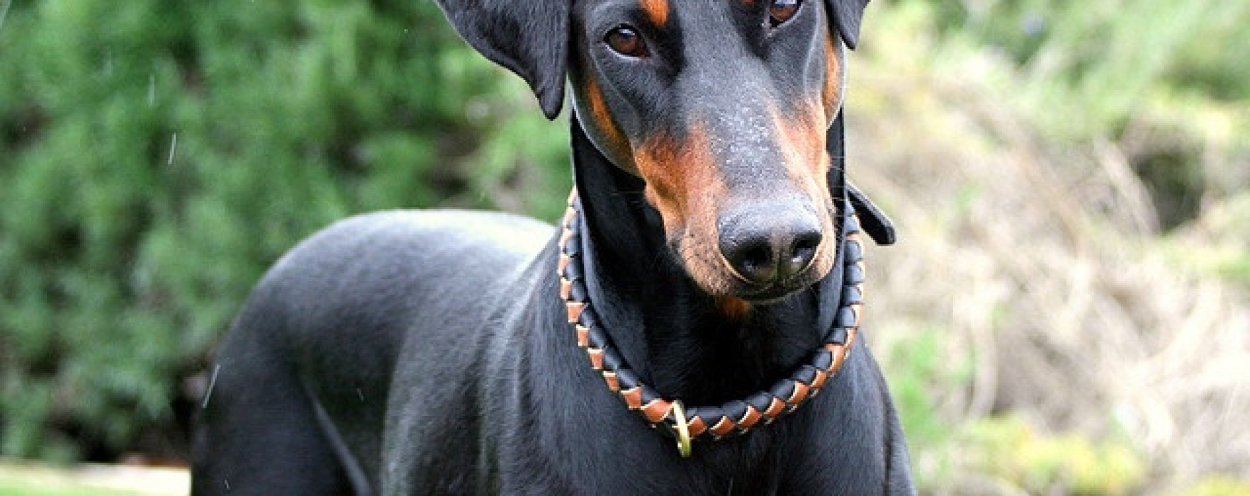 Doberman