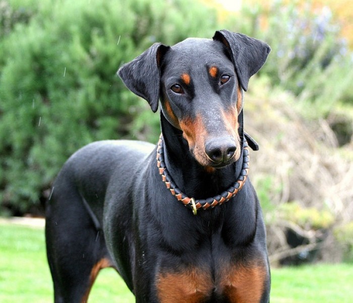 Doberman